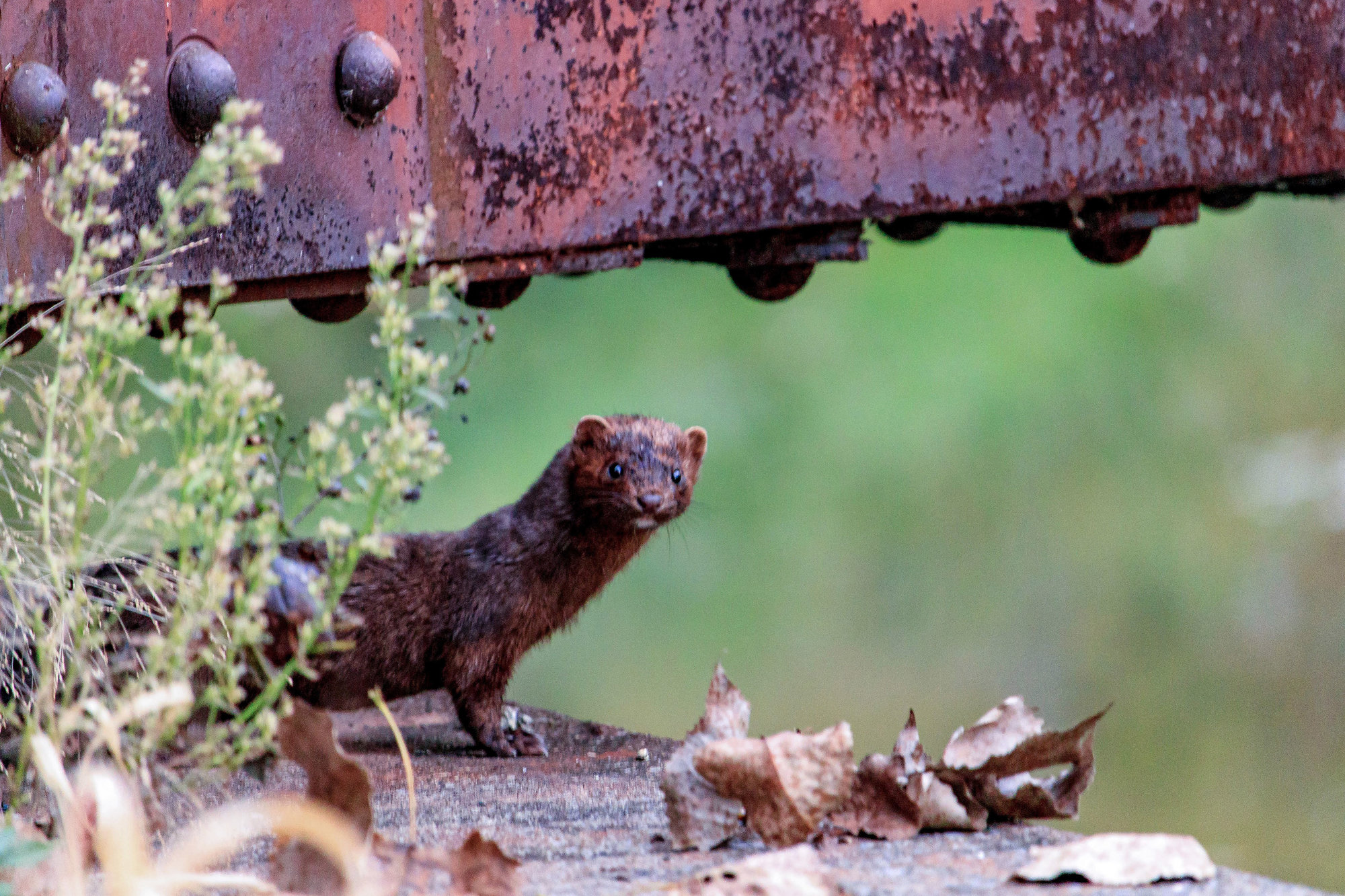 Residents share surprising animal encounters – Tompkins Weekly