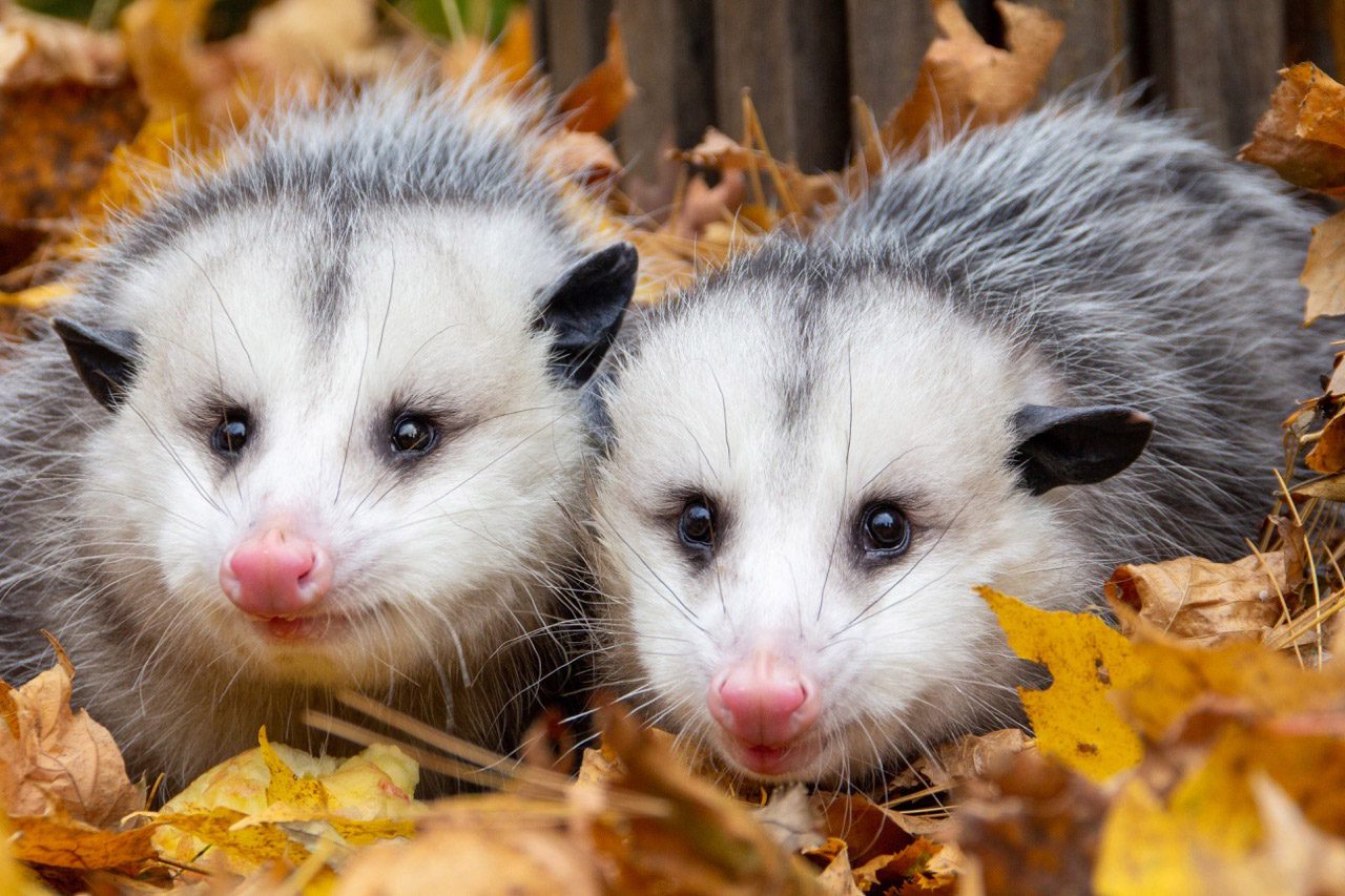 Two opossums sit next to each other facing the camera on a bed of leaves.