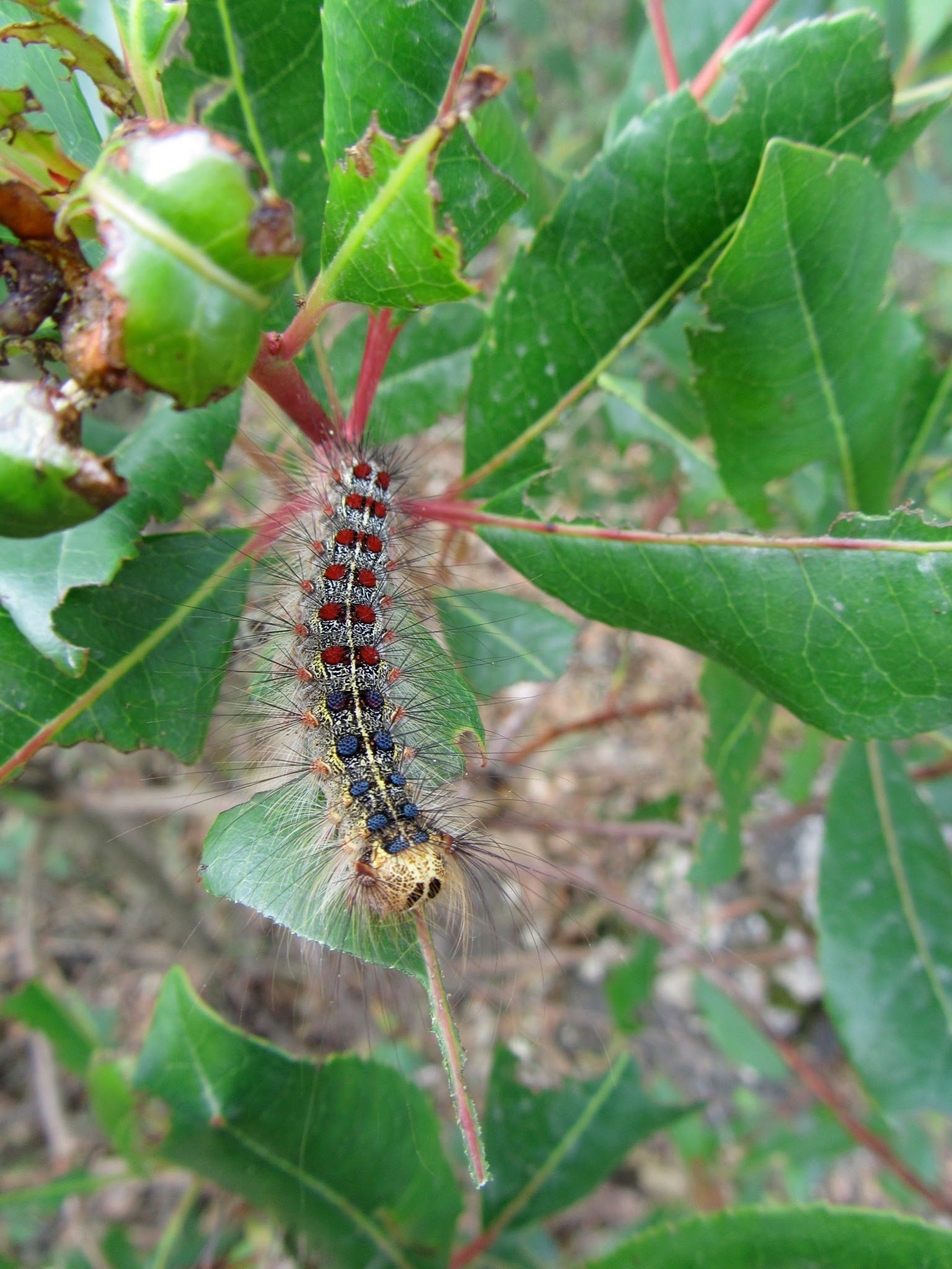 A caterpillar on leaves. The caterpillar will eventually become a gypsy moth.