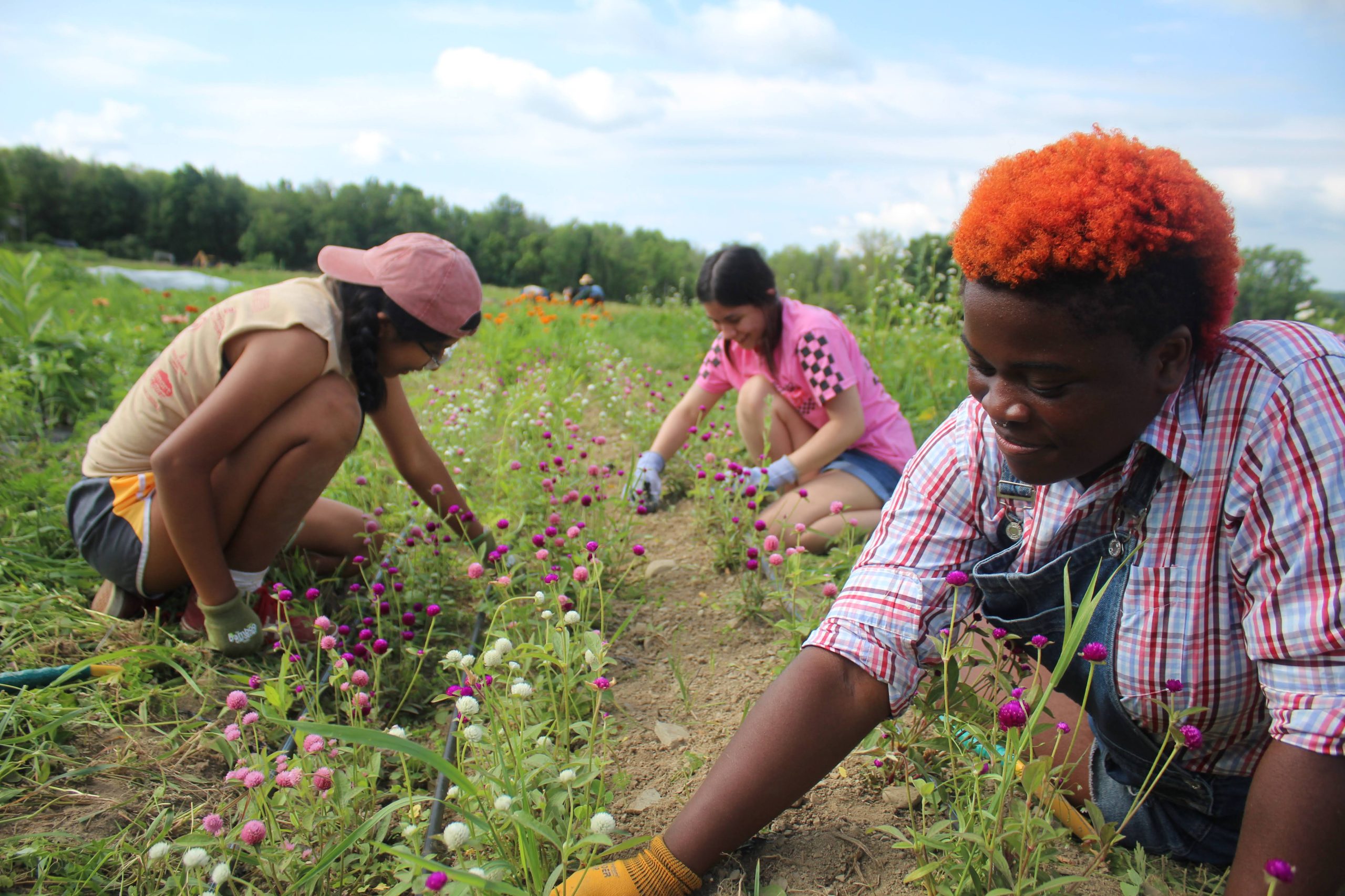 young people participating in the farm project collecting clovers
