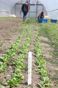Work at the farm never stops. Seeding of the crops started weeks ago in the hoop houses and greenhouses at Stick and Stone farm. Right, Molly Flerlage and Carrie Foster, Barn Manager, check on the Pak Choi.