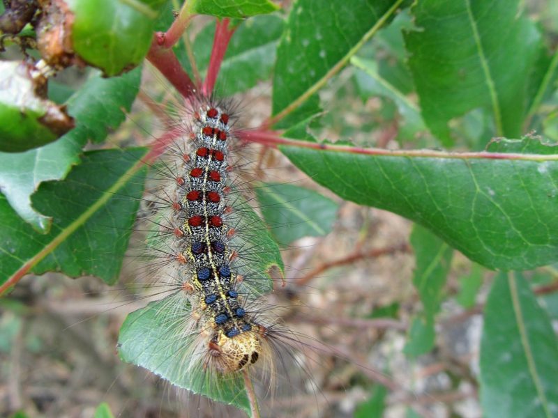 A caterpillar on leaves. The caterpillar will eventually become a gypsy moth.