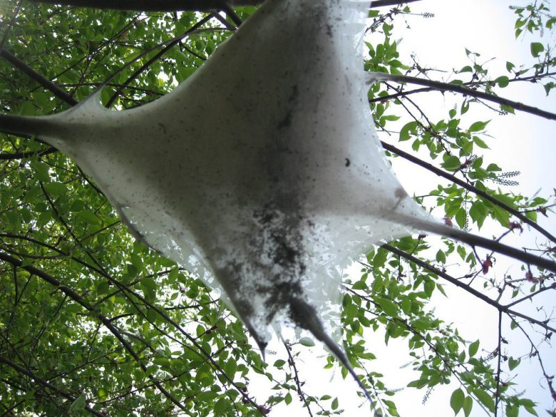 a tent of spongy (gypsy) moths in a blooming tree