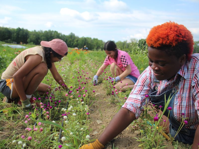 young people participating in the farm project collecting clovers