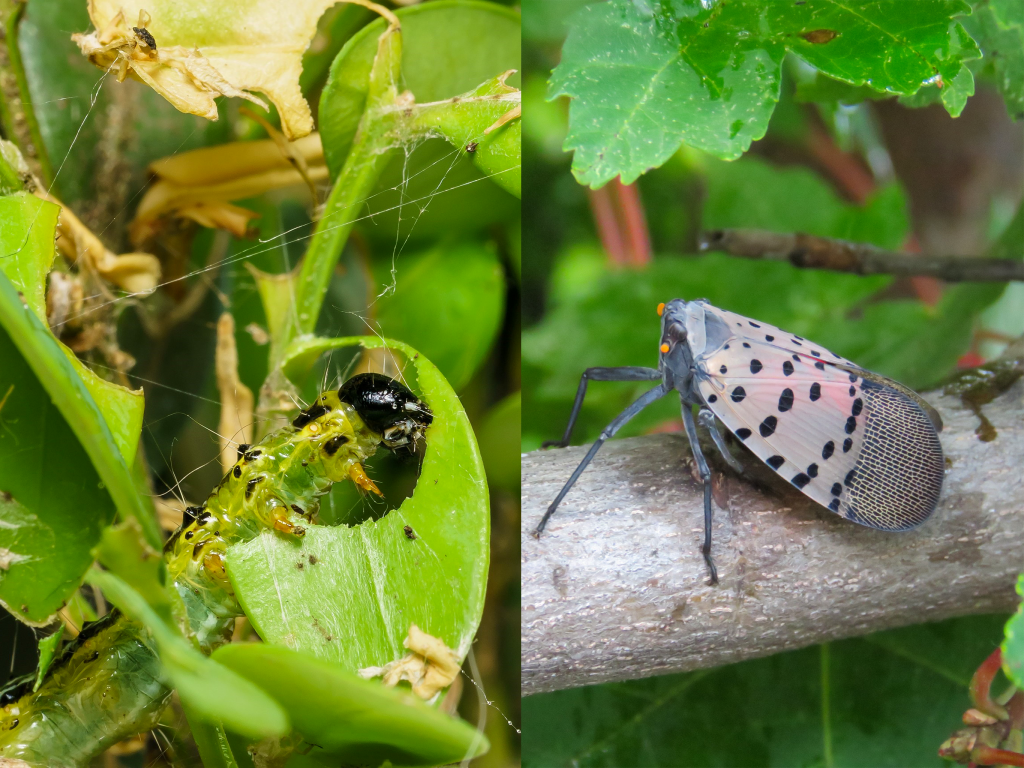The box tree moth, shown here in its caterpillar stage (left) has been spotted as close as Rochester, while the spotted lanternfly (right) is expected to grow in numbers in Tompkins County this summer.