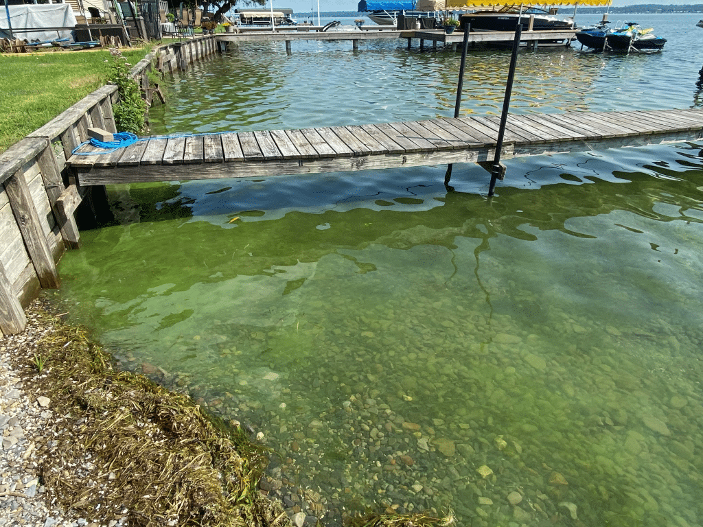 Photo provided 
A harmful algal bloom (HAB) spotted in August of last year on Cayuga Lake between Schuler Creek and Canoga Creek in Seneca County. HABs can look like frothy chartreuse paint spilled on the water’s surface. A HAB will often be very bright green, but because it is composed of living bacteria, its appearance is likely to change as the bacteria moves through its lifecycle.