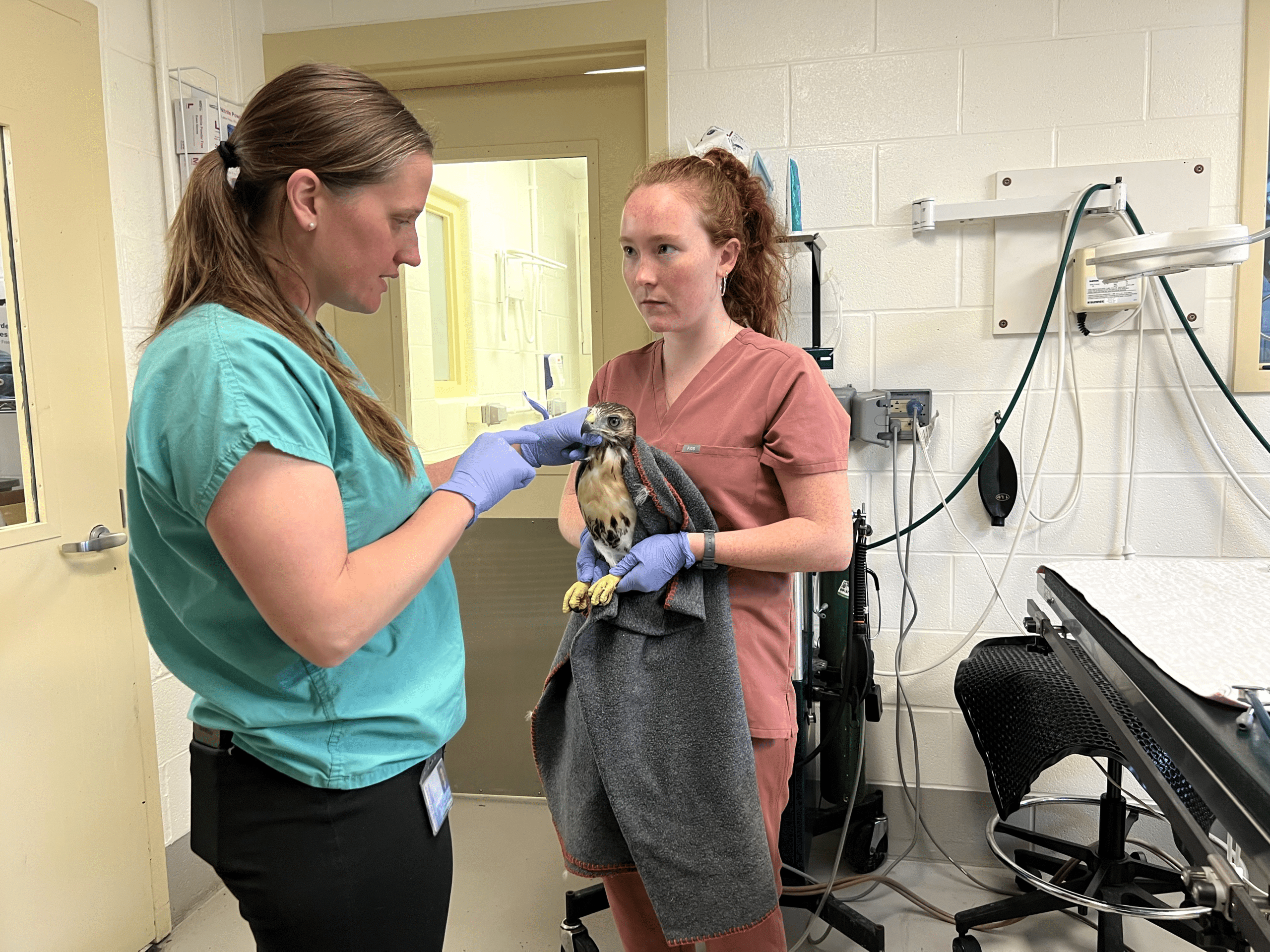 Animal Rescue Animal Hope Hospital Hope Cat Rescue