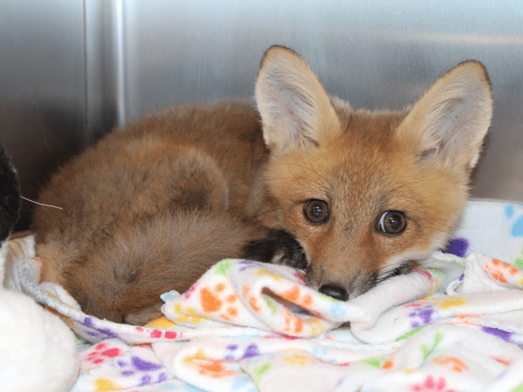 Photo provided 
This red fox kit was brought to the Janet L. Swanson Wildlife Hospital with an injured leg and paw. Hospital staff expect that it will soon be healthy enough to be relocated to a rehabilitation center. Once it is fully recovered, it will be released back into the wild with other young foxes. 