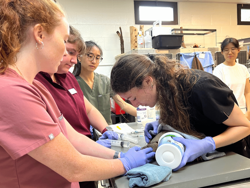 Photo by Jaime Cone Hughes
Veterinary students, under the supervision of staff and a clinical professor, assess the injuries of a snapping turtle and administer its daily medical care. 