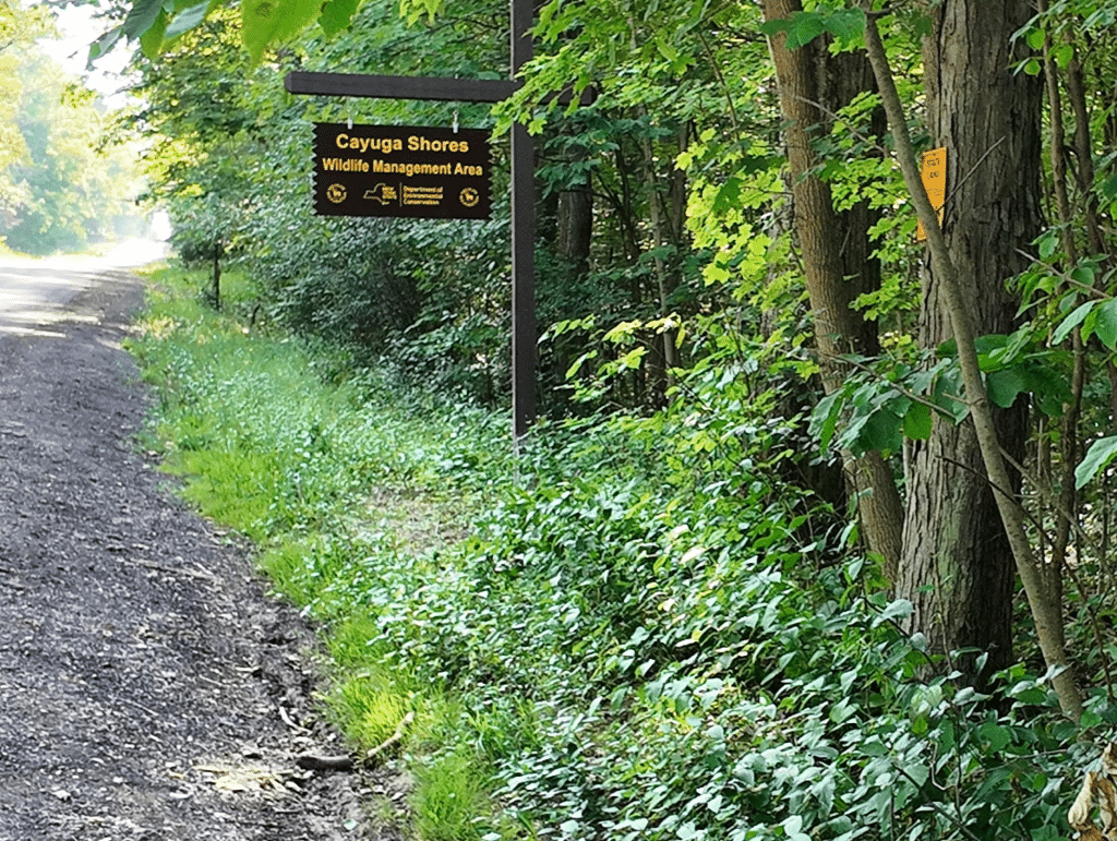 Photo by Joe Scaglione
Lansing’s Cayuga Shores Wildlife Management Area (formally Bell Station preserve) is on the list of Tompkins County’s unique natural areas.