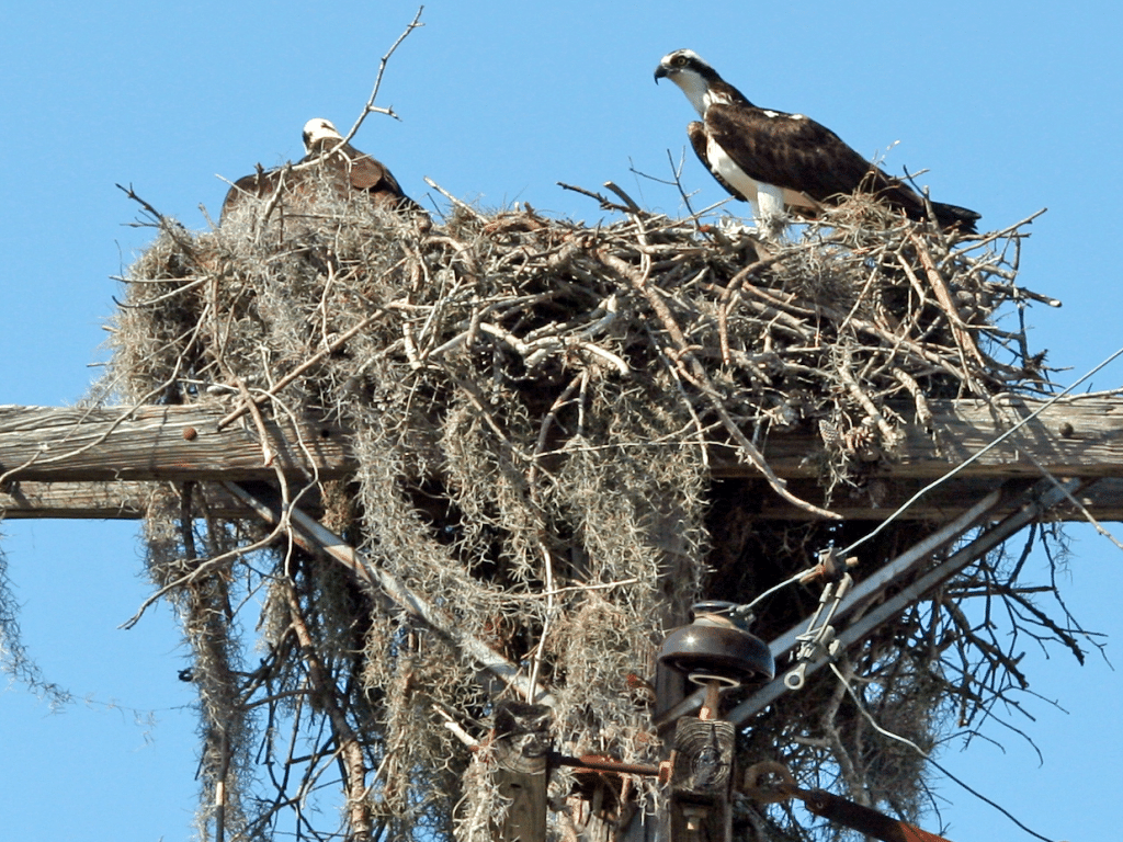 Photo provided
NYSEG’s Osprey Outage Mitigation Program will be the subject of the next Salt Point Speaker Series event on Aug. 7 at 7 p.m. at Lansing Town Hall. 
