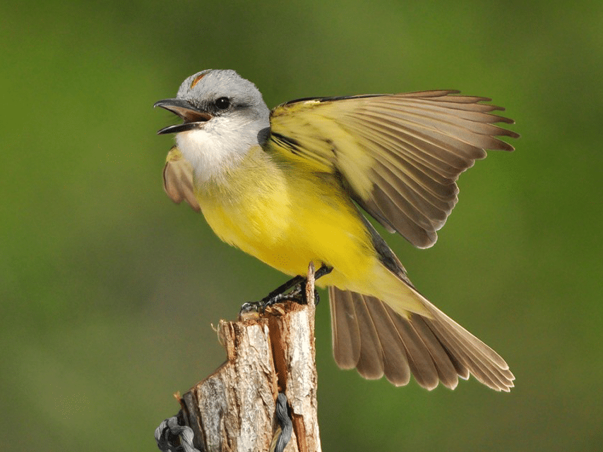 Photo provided
The Cornell Lab of Ornithology eBird program has officially hit 2 billion bird sightings, reflective of its surge in popularity in recent years and its enormous data contribution to the study of bird populations and habitats.