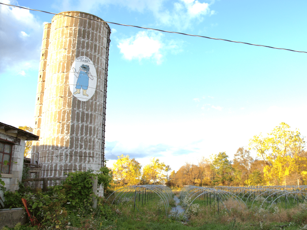 Photo by J.T. Stone
Cannabis being grown at the 150-acre Sapphire Farms in Newfield. The land used to be occupied by Toad Hill Farm before Sapphire Farms began operating in the space last year.  
